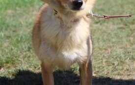 1. Atka