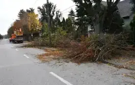 Przycinka pielęgnacyjna drzew  (2)